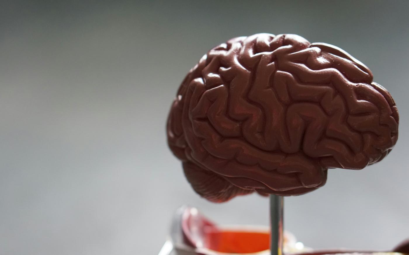 brown brain by Robina Weermeijer courtesy of Unsplash.