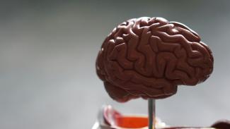 brown brain by Robina Weermeijer courtesy of Unsplash.