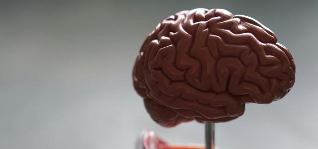 brown brain by Robina Weermeijer courtesy of Unsplash.